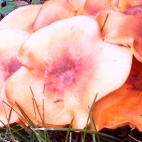 Cap of Omphalotus illudens