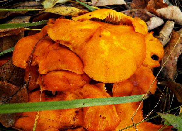 Omphalotus illudens, USA