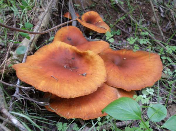 Omphalotus olearius