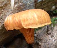 Cap of Omphalotus olearius