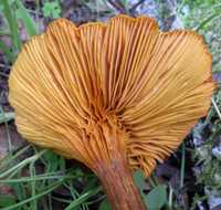 Gills and stem of Omphalotus olearius