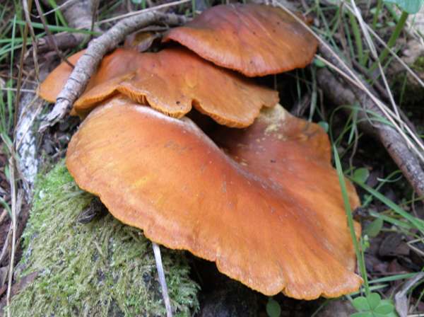 Omphalotus olearius showing the creamy-white spores on the lower cap