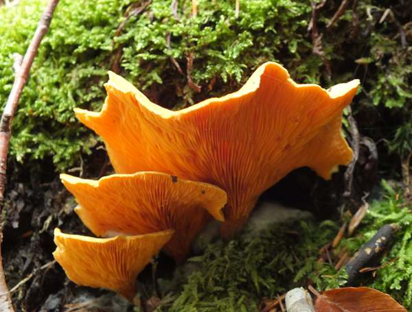 Omphalotus olearius, central France