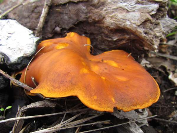 Omphalotus olearius, France