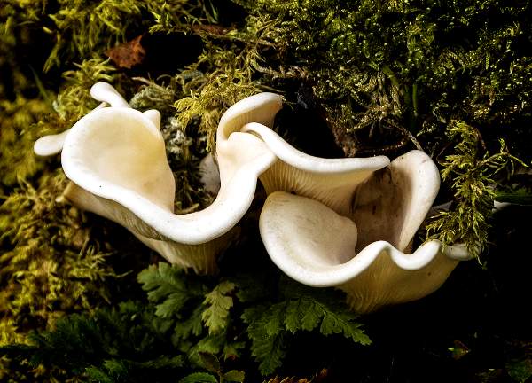 Pleurocybella porrigens, Angel's Wings