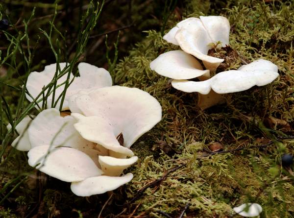 Pleurocybella porrigens, Angel's Wings, Scotland