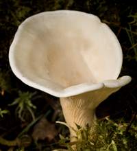 Cap of Marasmius oreades, Fairy Ring Champignon