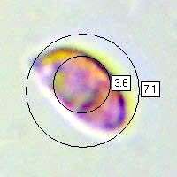 Spores of Rhodocollybia butyracea