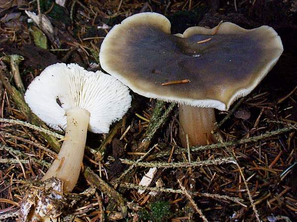 Rhodocollybia butyracea - Butter Cap