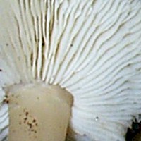 Gills of Rhodocollybia butyracea 0- Butter Cap