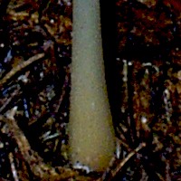 Stem of Rhodocollybia butyracea - Butter Cap