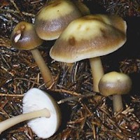 Rhodocollybia butyracea var. butyracea