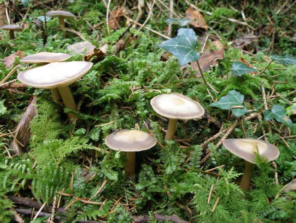 Rhodocollybia butyracea var. asema