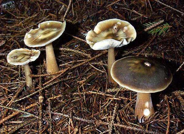 Rhodocollybia butyracea - Butter Cap, west Wales UK