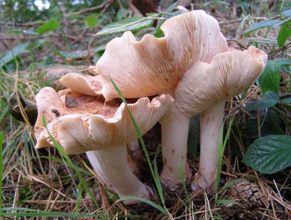 Rhodocollybia maculata - Spotted Toughshank