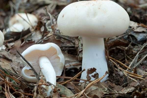 Rhodocollybia maculata - Spotted Toughshank, Hampshire, England