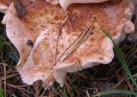 Cap of Rhodocollybia maculata