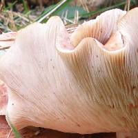 Gills of Rhodocollybia maculata