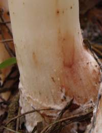 Stem of Rhodocollybia maculata