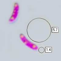 Spores of Sarcomyxa serotina