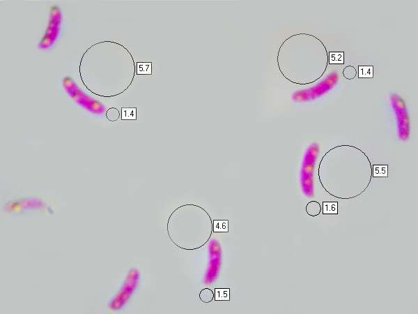 Spores of Sarcomyxa serotina