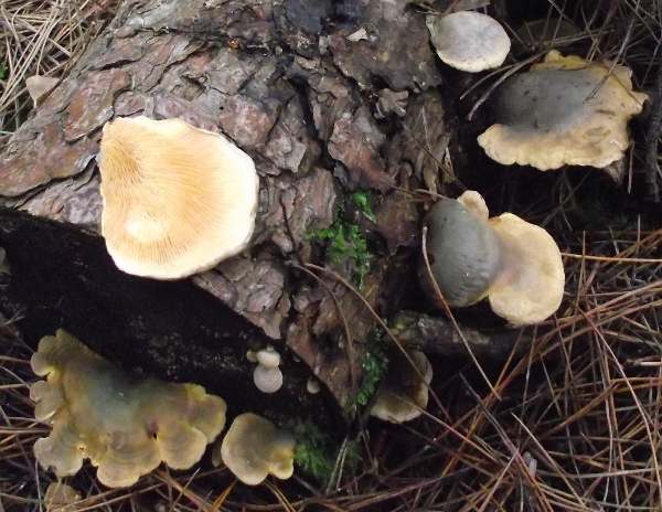 Sarcomyxa serotina, Olive Oysterling