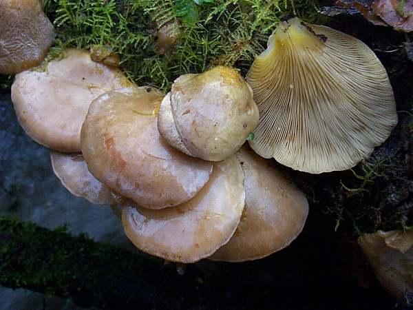 Young caps of Sarcomyxa serotina, Olive Oysterling
