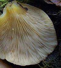 Gills of Sarcomyxa serotina