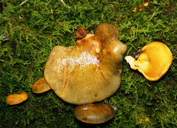 Sarcomyxa serotina, Olive Oysterling, Forest of Dean