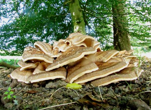 Meripilus giganteus - Giant Polypore