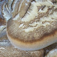 Meripilus giganteus upper surface