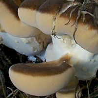 Pore surface of Meripilus giganteus