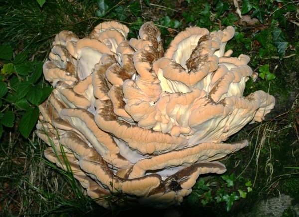  - a rosette growing from Beech roots