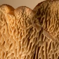 Closeup of fertile surface of Abortiporus biennis, mature