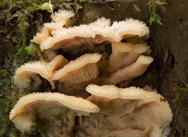 Phlebia tremellosa, Jelly Rot, Hampshire, England