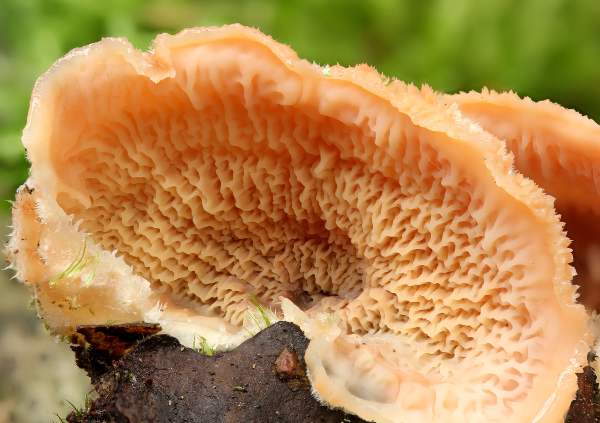 Phlebia tremellosa, fertile surface, mature