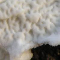 Closeup of fertile surface of immature Phlebia tremellosa, immature specimen