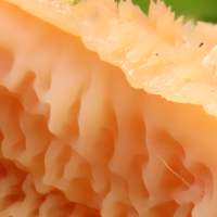 Closeup of fertile surface of Phlebia radiata, mature