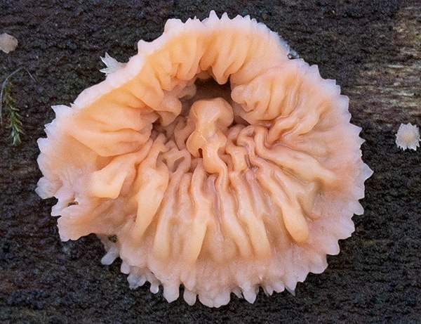 Phlebia tremellosa, northern Pennsylvania