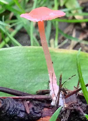 Atheniella adonis var. coccinea