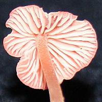 Gills of Atheniella adonis