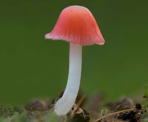 Tiny specimens of Atheniella adonis var. coccinea