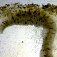 Pleurocystidia of Favolaschia claudopus