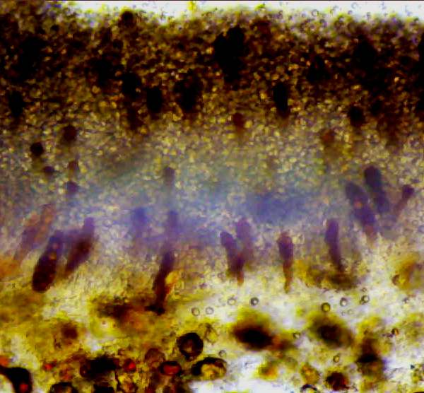 Pleurocystidia of Favolaschia claudopus