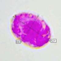 Spore of Favolaschia claudopus