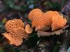 Favolaschia claudopus, Orange Porecap