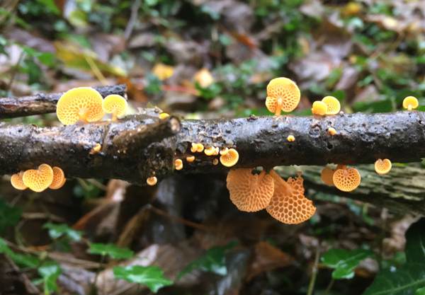 Favolaschia claudopus, Orange Porecap, southwest England