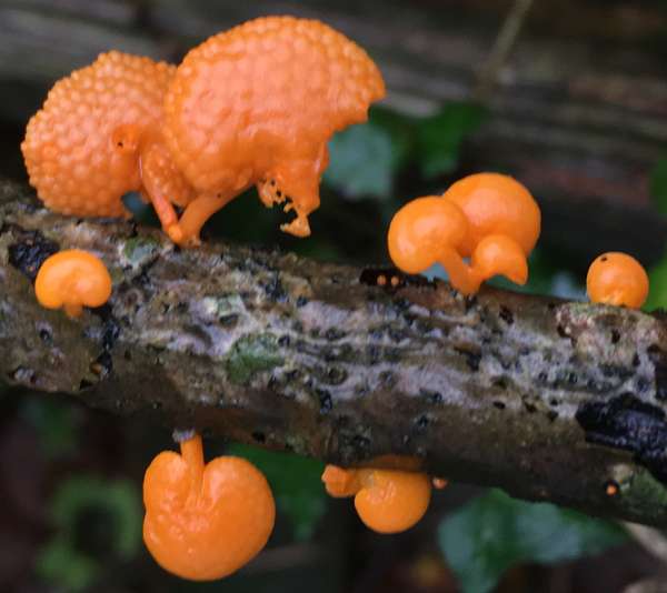 Cap of Favolaschia claudopus