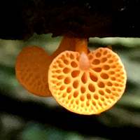 Pore surface of Favolaschia claudopus