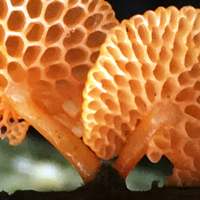 Stems of Favolaschia claudopus